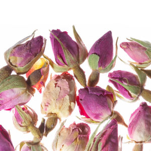 French Rose